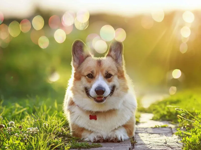 voh-tu-vi-cuoi-tuan-12-137-4-con-giap-tien-ve-day-vi-no-ne-tai-loc-1