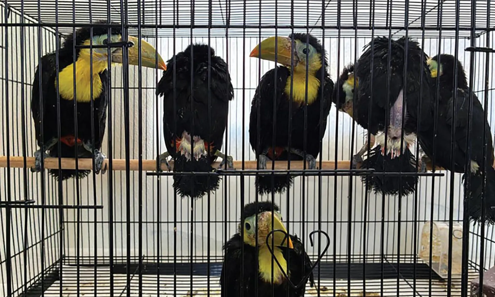 Người đàn ông bị bắt vì ‘tuồn’ 14 con chim tucan vào Mỹ