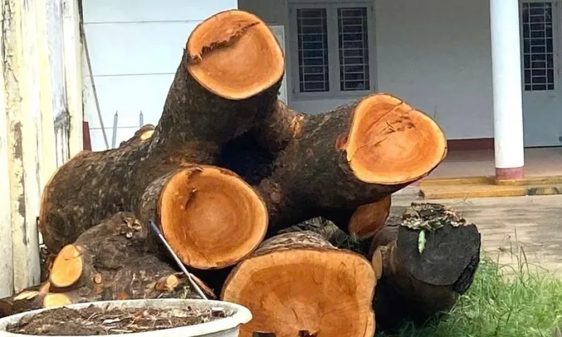 Yêu cầu báo cáo vụ chặt 2 cây xà cừ tại trụ sở Công an phường