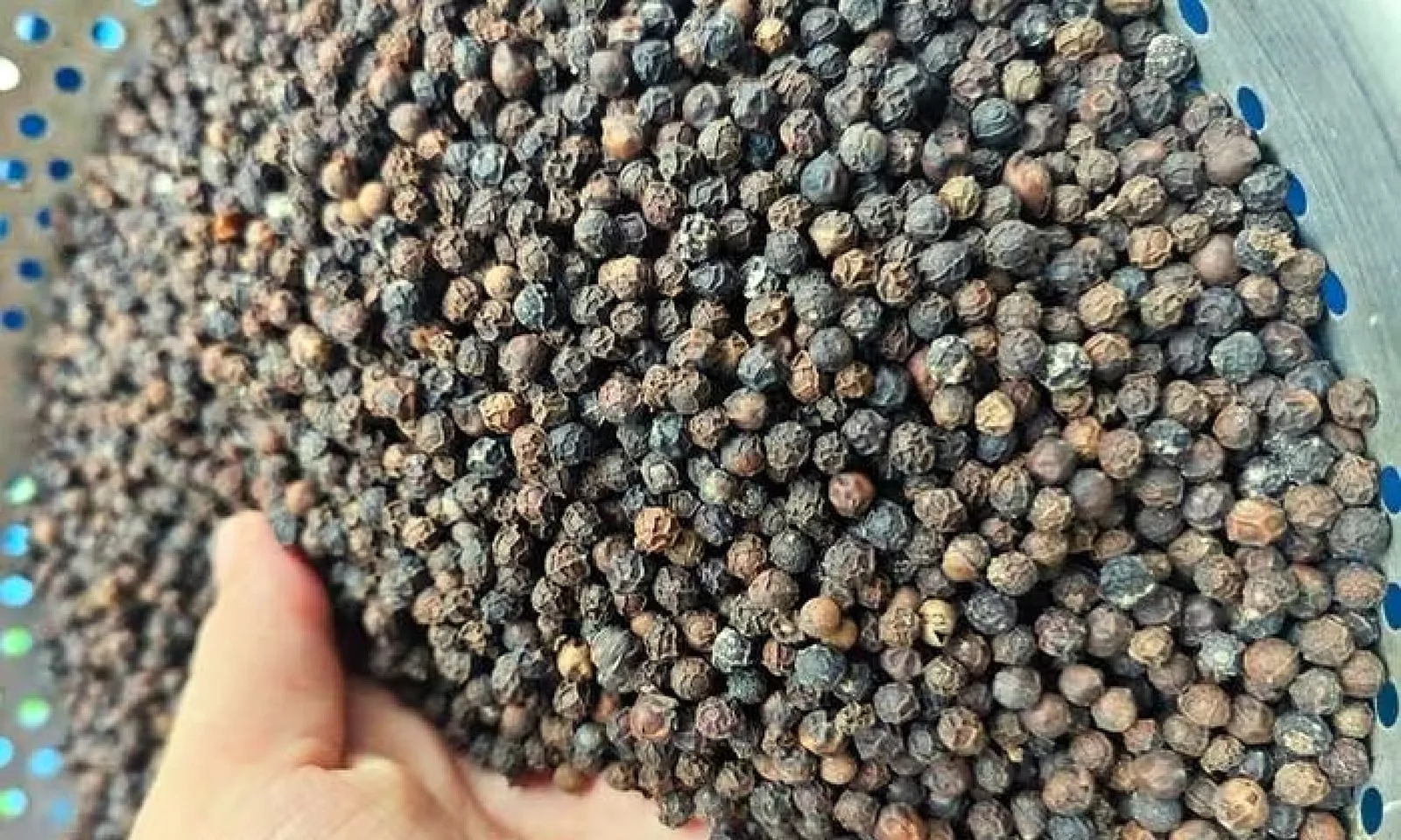 Giá tiêu trong nước hiện vẫn quanh quẩn ở mức thấp