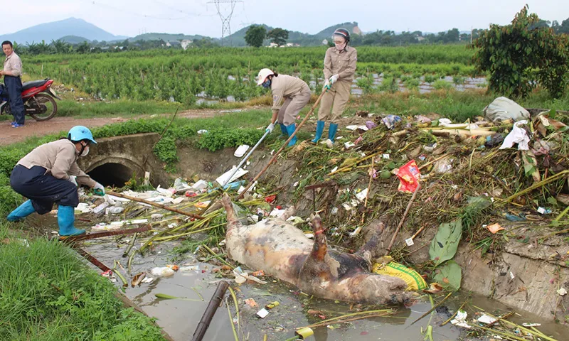 Cả 100 xác heo vứt trên kênh thủy lợi chưa rõ nguyên do