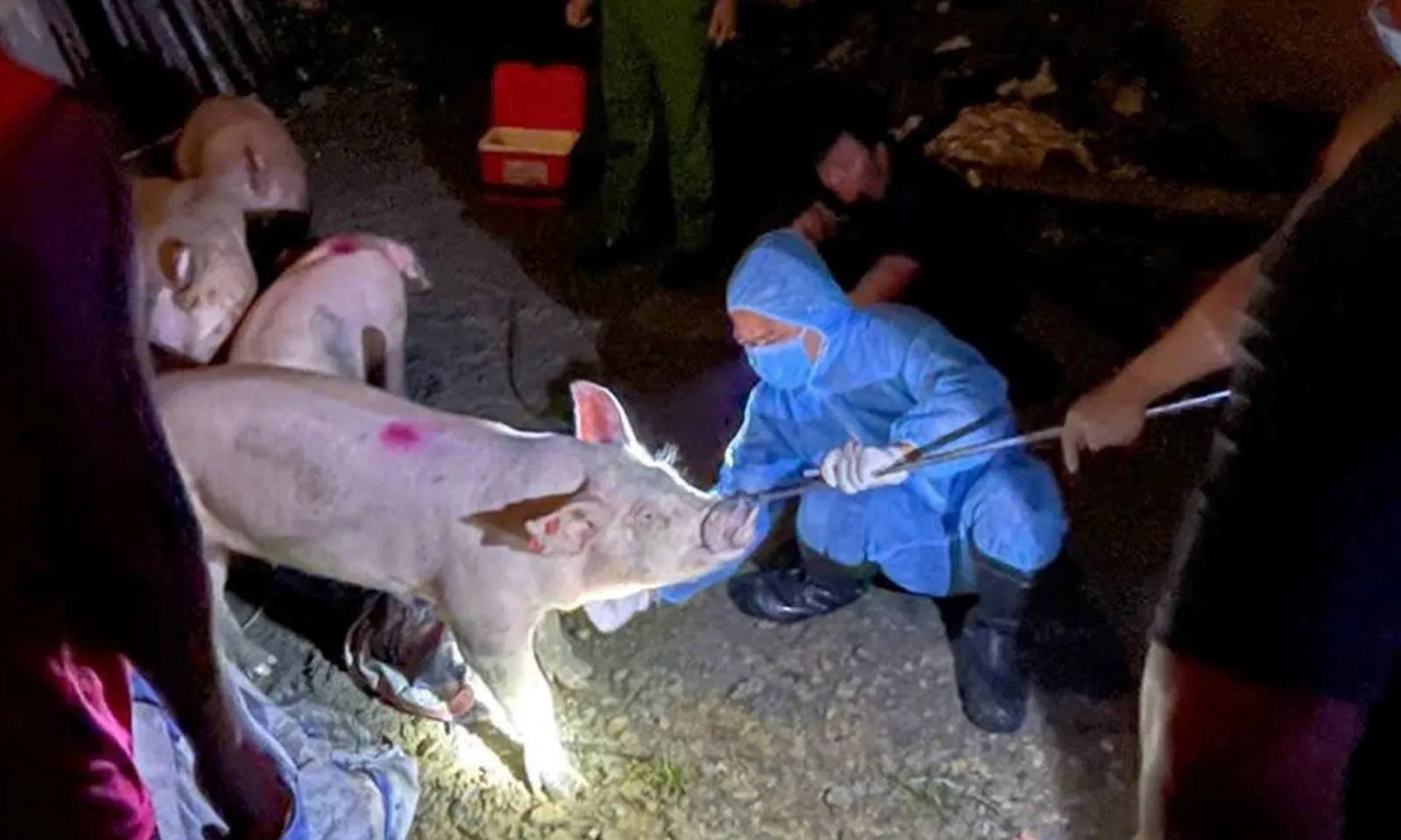 Phát hiện 2 đối tượng buôn bán heo nhiễm dịch tả heo Châu Phi