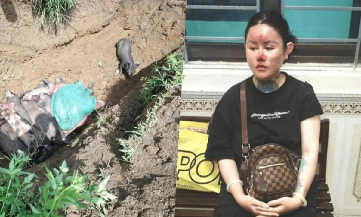 Điểm tin sáng 14/7: Dịch tả lợn châu Phi bùng phát | Tạm giữ hình sự Ngân “Baby”