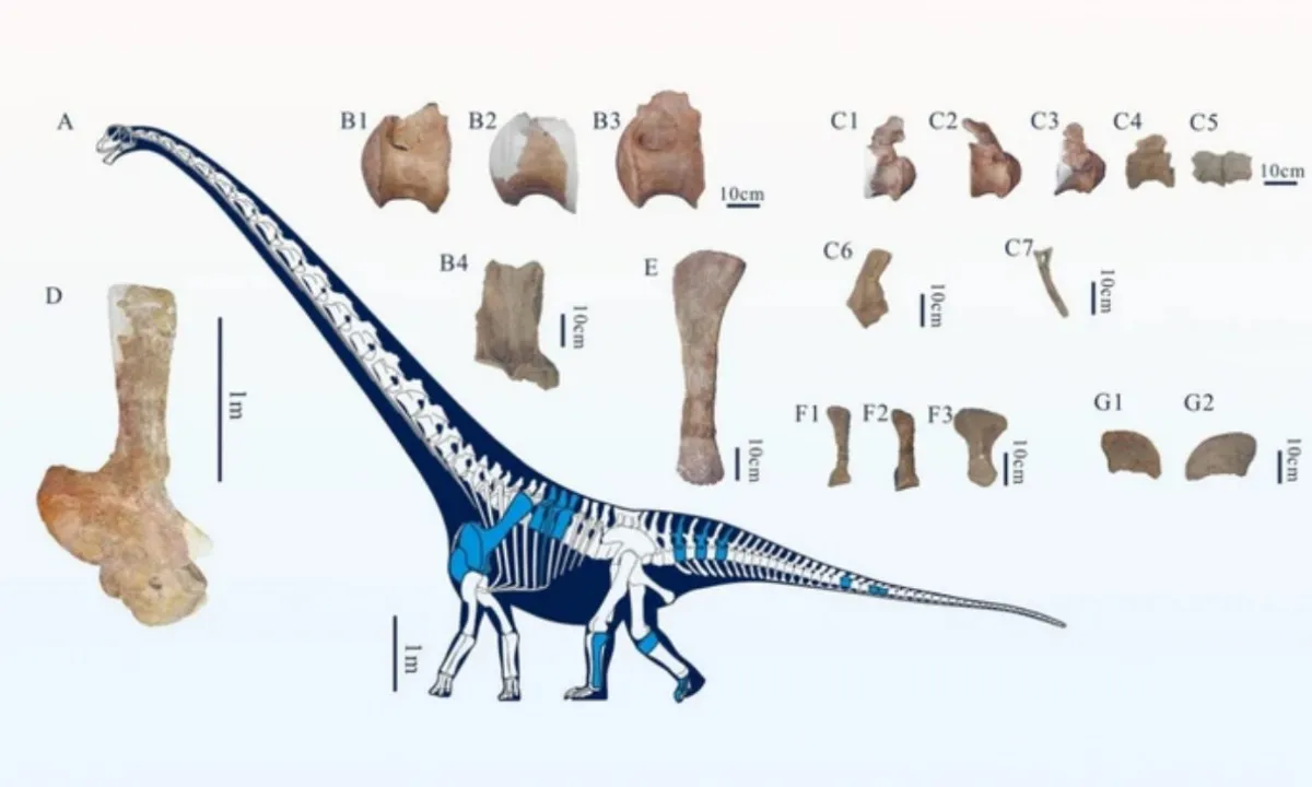 Khám phá “rồng Đồng Nam”: Dài 28 mét sống cách đây 147 triệu năm