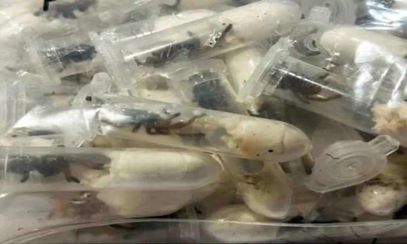 Phát hiện 1.500 con nhện tarantula được giấu trong hộp bánh tại sân bay Đức