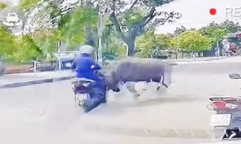 Trâu sổng chuồng húc ngã xe máy, truy đuổi người phụ nữ mặc áo xanh đi đường