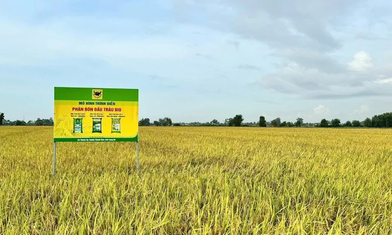 Thực trạng canxi đất lúa vùng ĐBSCL từ kết quả chương trình “Canh tác lúa thông minh”