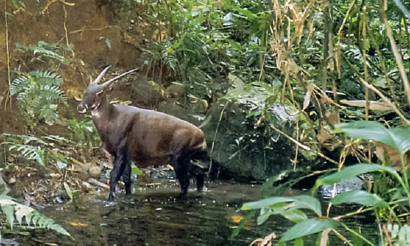 Liên minh Bảo tồn thiên nhiên quốc tế (IUCN) xếp sao la vào nhóm cực kỳ nguy cấp - Ảnh IUCN