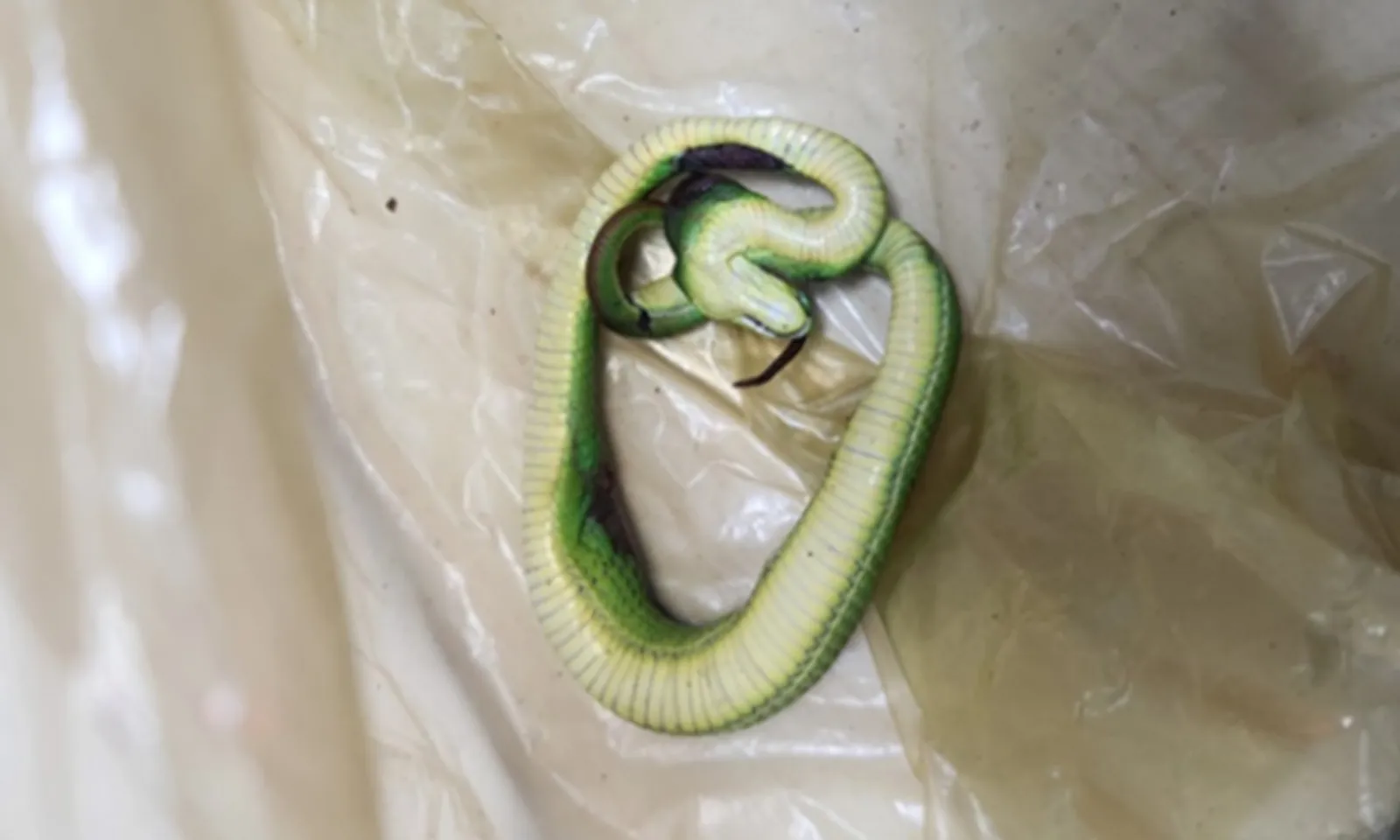 Rắn lục đuôi đỏ rơi từ giàn mướp cắn bé trai nguy kịch