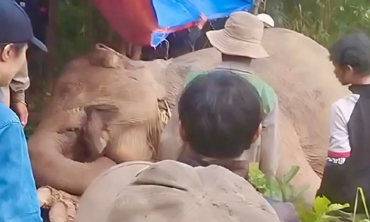 Voi cái Bắk Khăm chết do tai nạn sau va chạm với voi đực