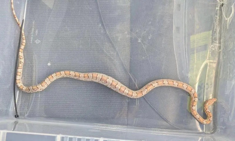 Con trăn trong bếp cửa hàng khoai tây chiên làm hoảng loạn thực khách