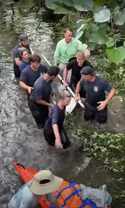 chú cá heo được cứu thoát khỏi đầm