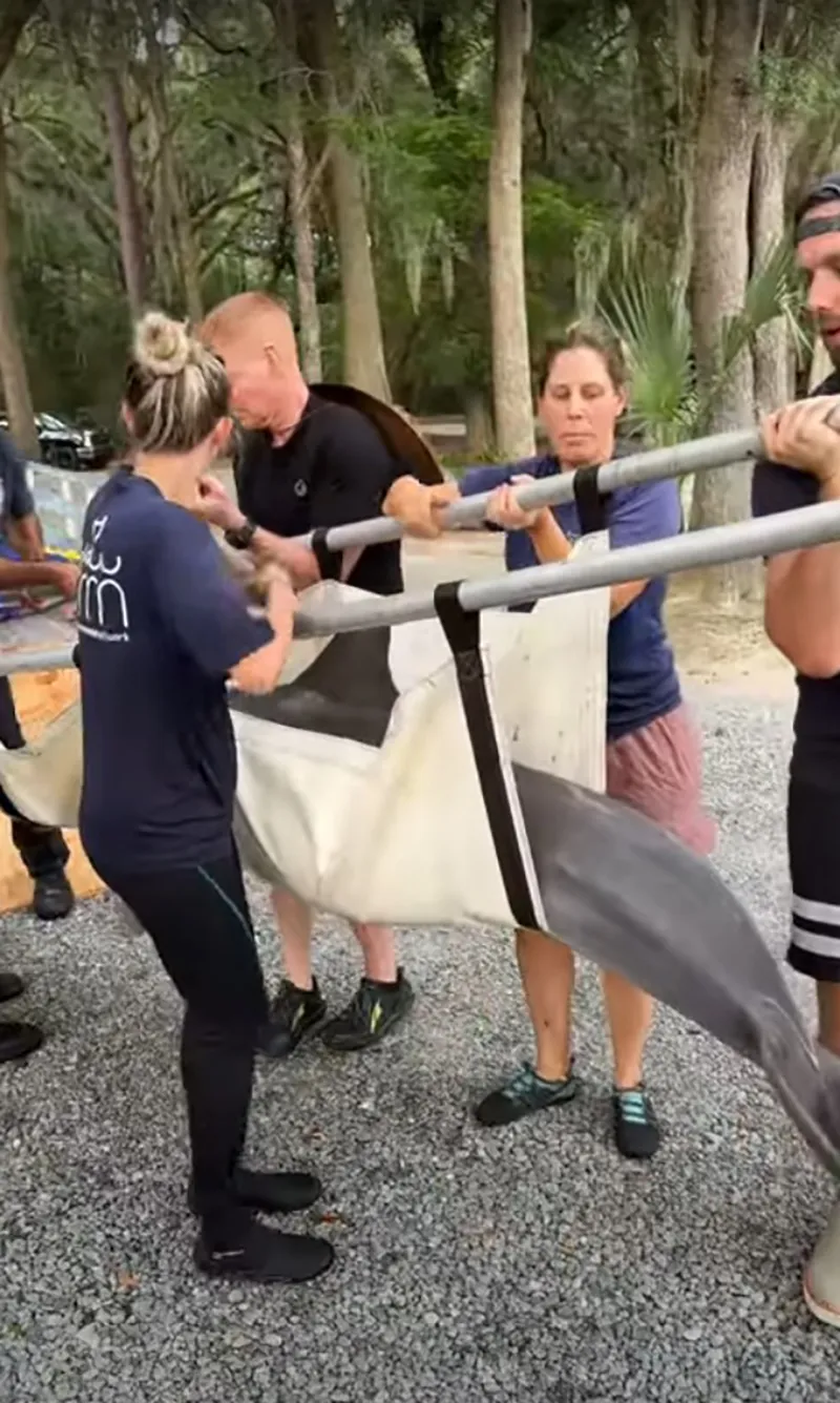 chú cá heo được đựa lên xe