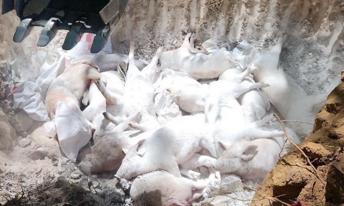 Thủ tướng: Kiểm tra, xử nghiêm việc buôn bán, giết mổ heo không bảo đảm yêu cầu