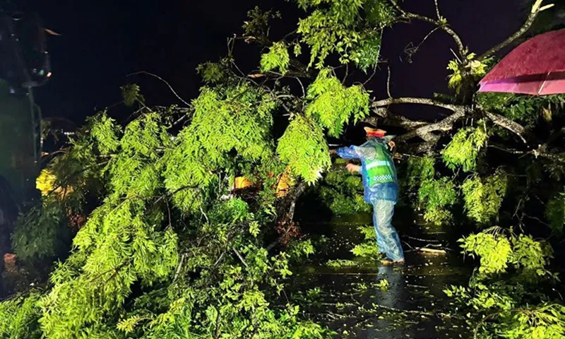Bị nhánh cây phượng gãy đè trúng, người đàn ông tử vong