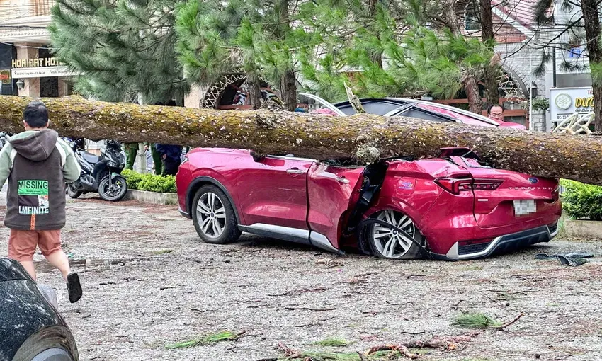 Đà Lạt: Gió giật mạnh chưa từng thấy, nhiều xe du lịch bị hư hỏng do cây ngã