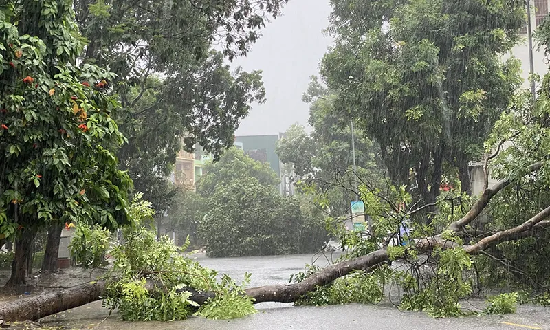 Thanh Hóa, Nghệ An: Mưa lớn, sạt lở, cây đổ chắn đường