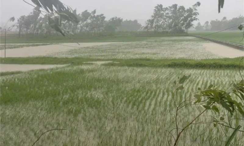 lua-o-hai-linh-bi-ngap-1753170069448587238971