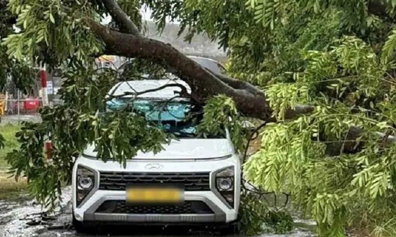 TPHCM mưa giông kèm gió giật mạnh khiến cây xanh ngã đổ - Ảnh Lđ