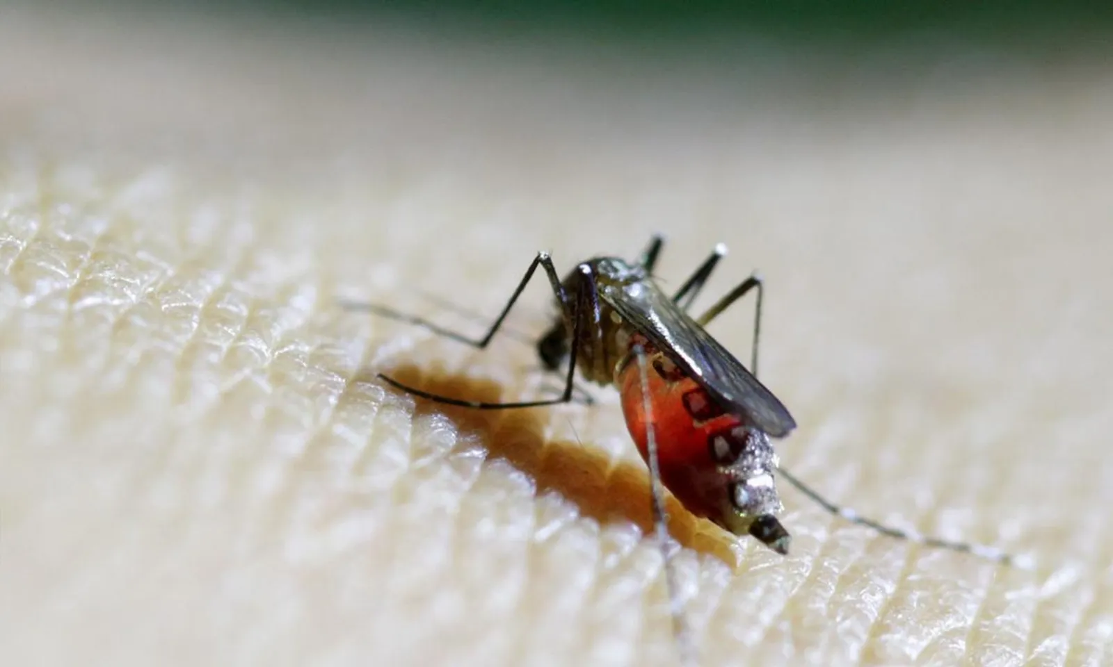 WHO cảnh báo virus chikungunya do muỗi truyền có thể lây lan toàn cầu