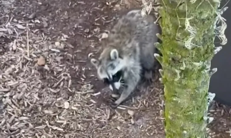 Giải cứu gấu mèo chuyên đi lục thùng rác