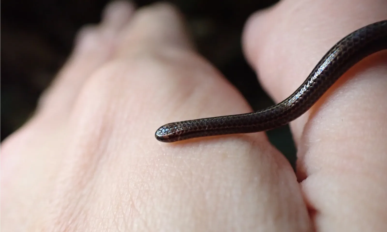 Tìm thấy loài rắn nhỏ nhất thế giới chỉ dài 10 cm