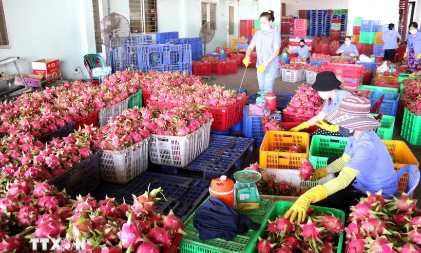 Chỉ đạo của Thủ tướng giúp gỡ vướng cho xuất khẩu thanh long, hồ tiêu sang EU