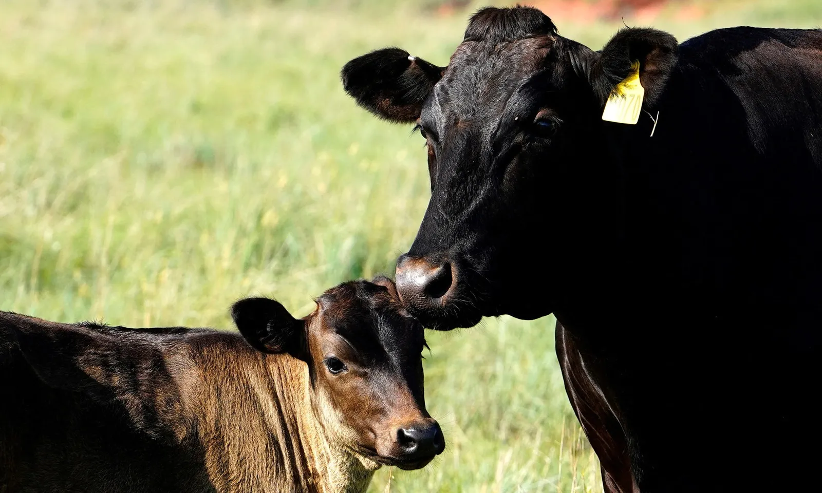 Úc đồng ý nhập khẩu thịt bò từ Mỹ