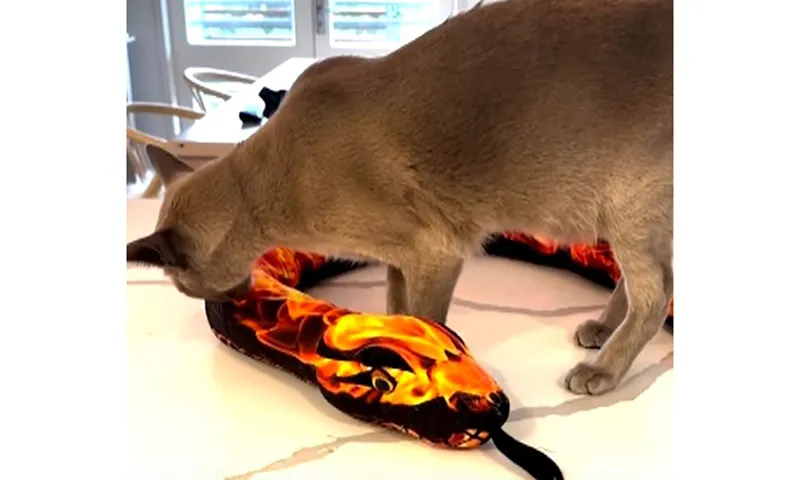 Con mèo thích ăn trộm đồ lót, vớ của nhà hàng xóm