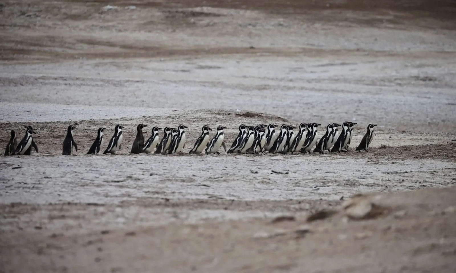 Số lượng chim biển ven bờ Peru sụt giảm nghiêm trọng: Hơn 75% trong vòng 3 năm