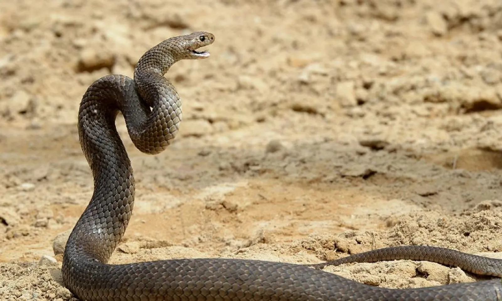 Bé trai 2 tuổi cắn chết rắn hổ mang độc sau khi bị rắn cắn