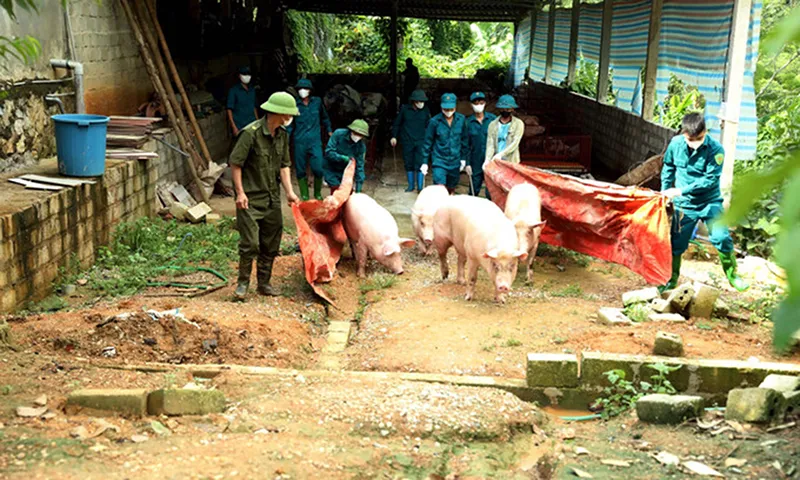 Xã Sơn Dương, tỉnh Tuyên Quang tiến hành tiêu hủy đàn heo của gia đình ông Lăng Văn Tính