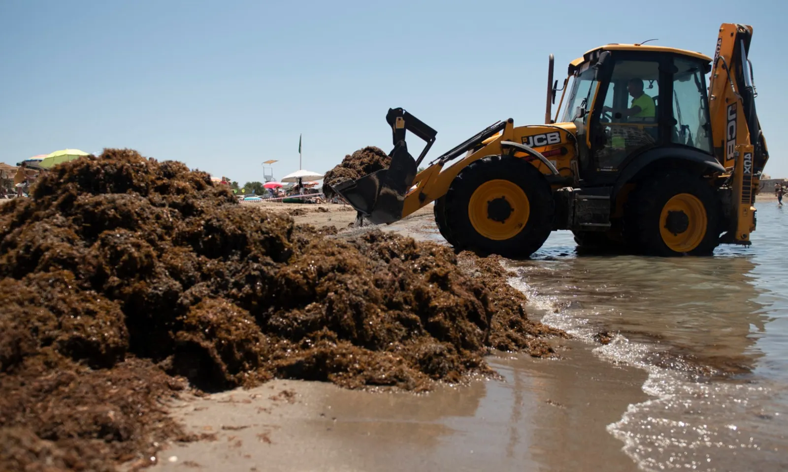 Hàng ngàn tấn tảo xâm lấn từ Đông Nam Á tràn vào bãi biển Tây Ban Nha