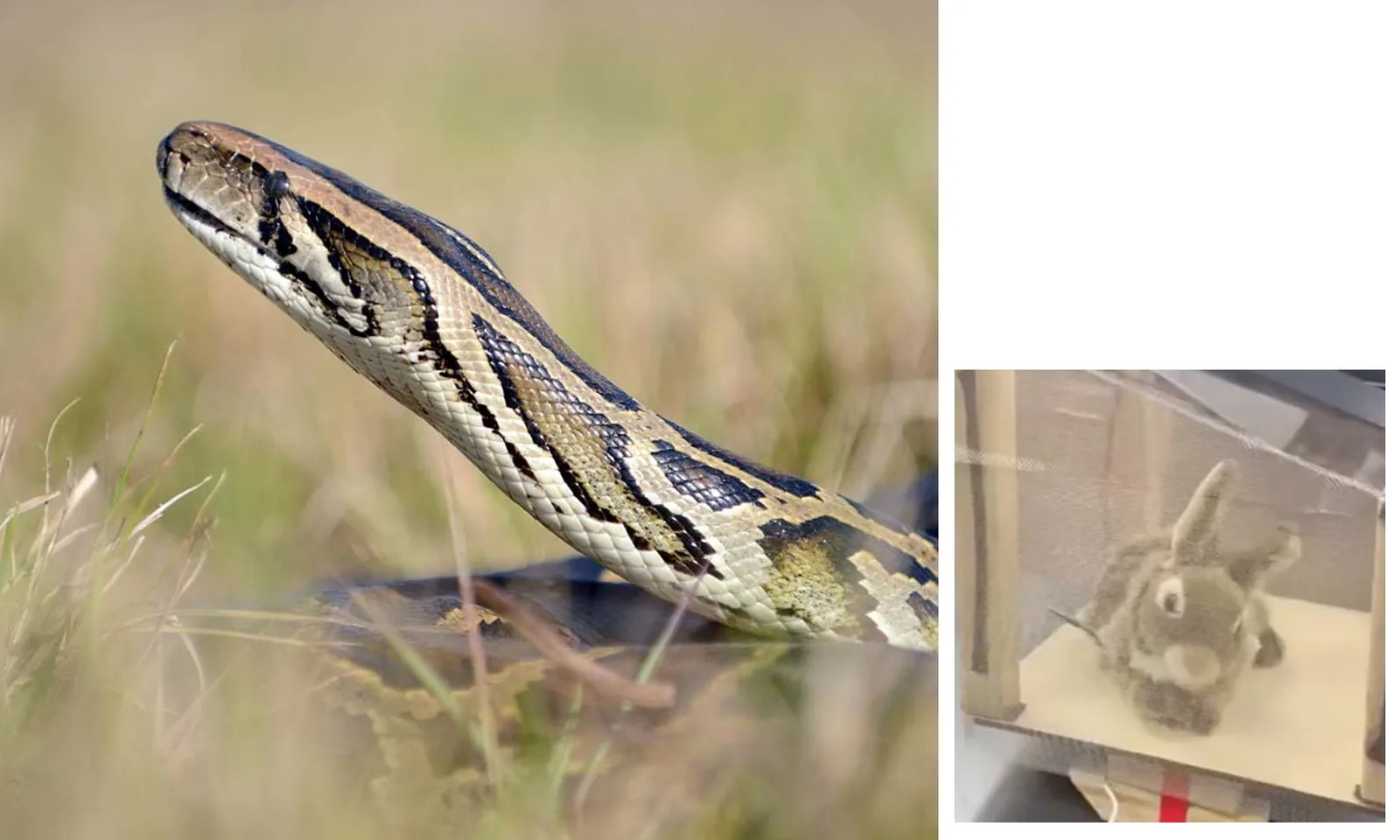 Florida thả thỏ robot lông xù để ‘tiêu diệt’ loài trăn xâm lấn