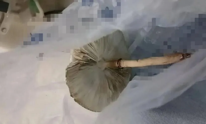 Cặp vợ chồng Trung Quốc suýt mất mạng vì ăn nấm trồng từ hạt giống online