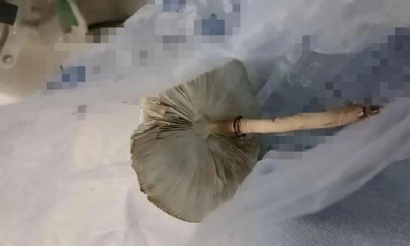Cặp vợ chồng Trung Quốc suýt mất mạng vì ăn nấm trồng từ hạt giống online