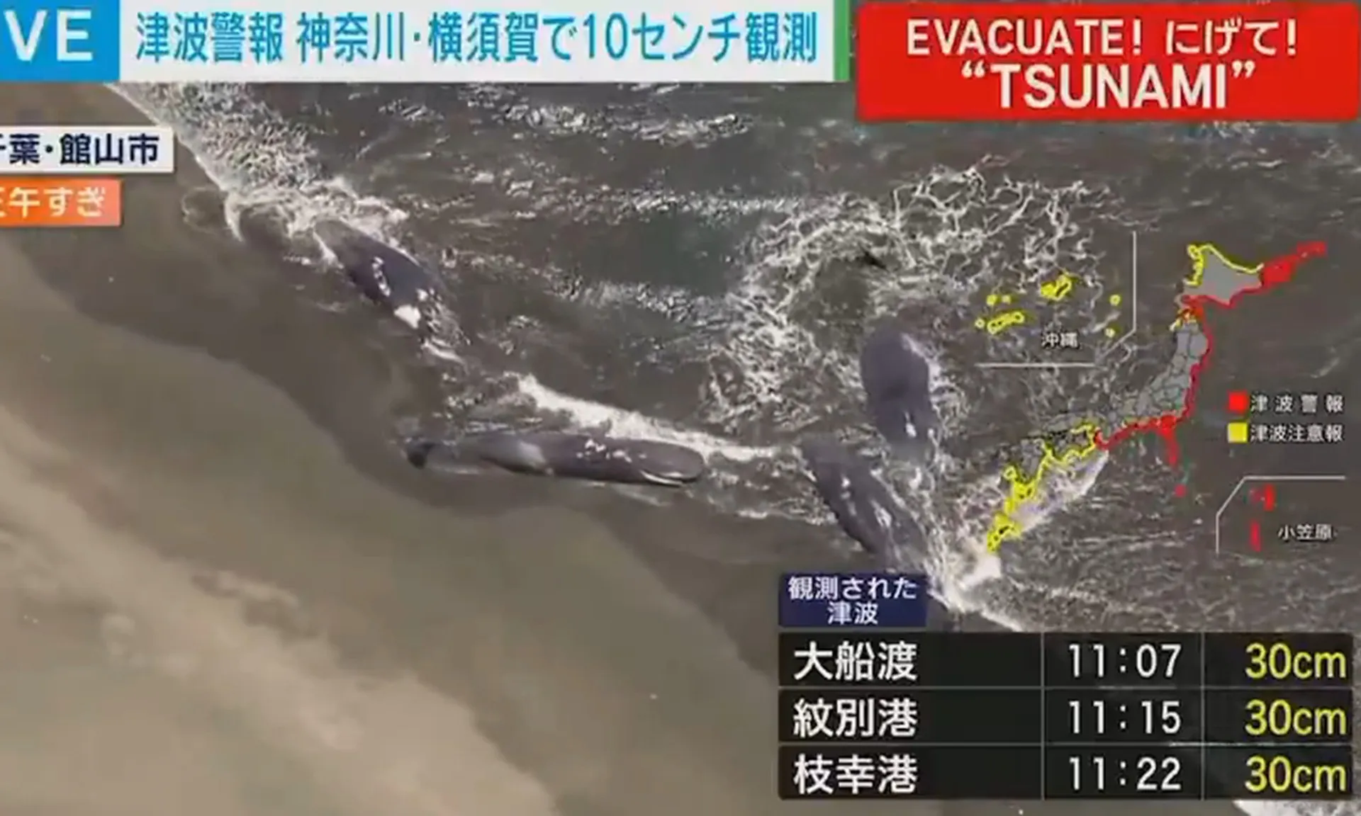 Nhiều con cá voi khổng lồ dạt vào bờ biển sau trận động đất mạnh tại Nga