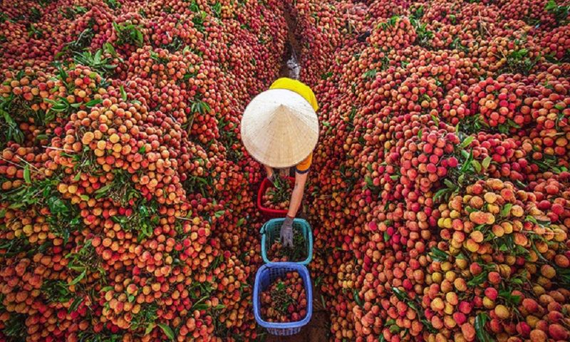 Xuất khẩu vải thiều tăng trưởng ấn tượng