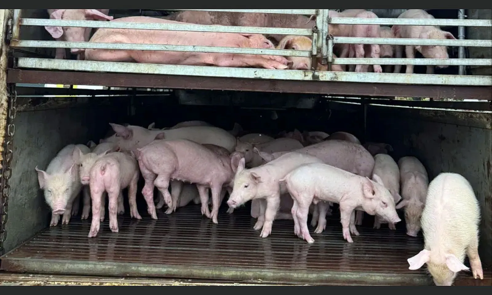 Bị kiểm tra, tài xế bỏ lại ô tô chở 97 con heo mắc dịch tả lợn châu Phi