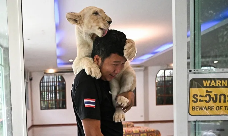 Bùng nổ xu hướng nuôi sư tử làm thú cưng ở Thái Lan, tiềm ẩn nhiều hiểm họa 