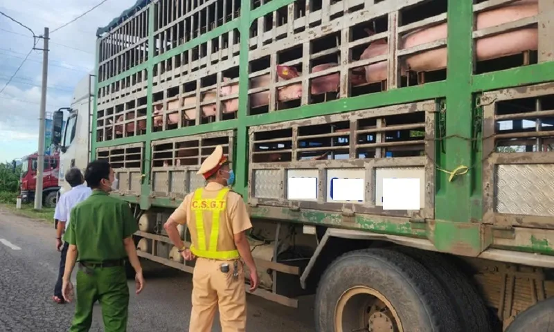 xe chở heo nghi dịch tả châu Phi