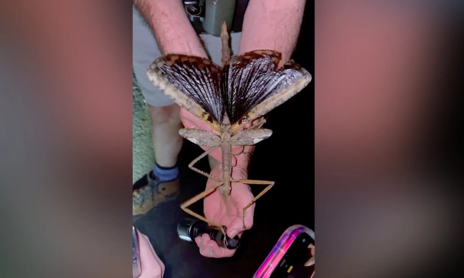 Phát hiện loài bọ que khổng lồ sống trên tán cây cao ở Úc