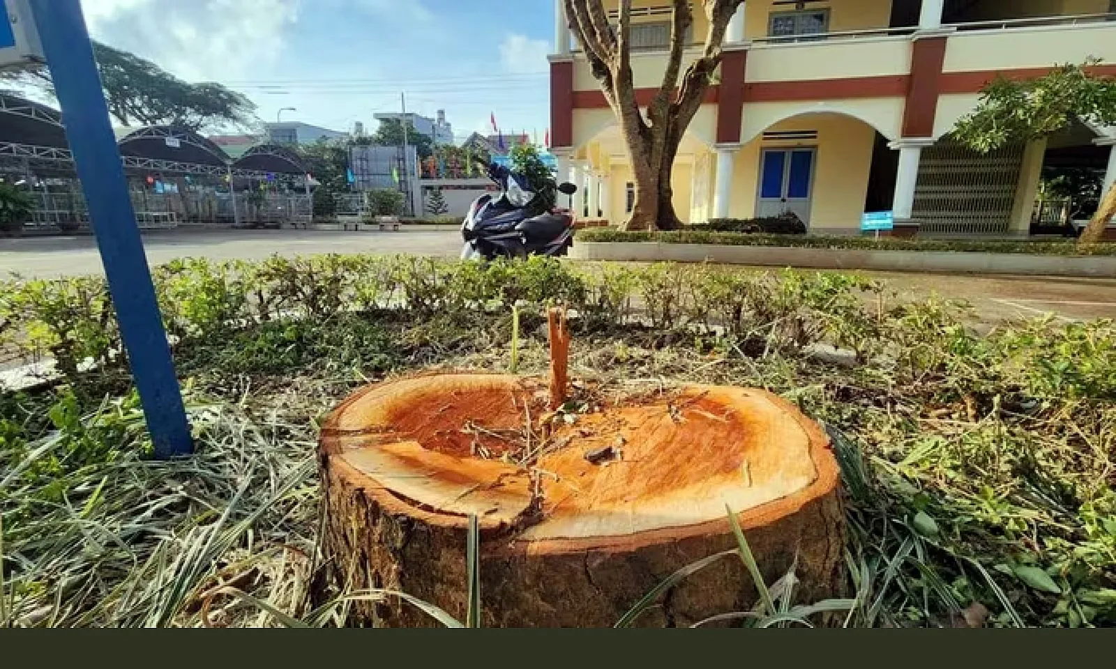 Xác minh vụ 3 cây xanh hàng chục năm tuổi bị cưa hạ tại cơ sở giáo dục