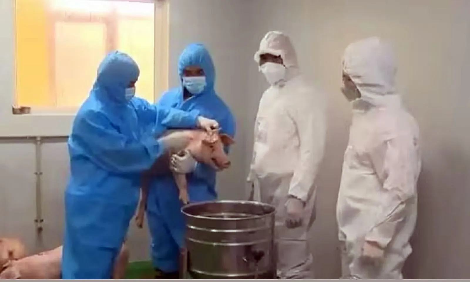 Dịch tả heo châu Phi lan rộng tại hơn 30 tỉnh, hàng trăm ngàn con heo bị tiêu hủy