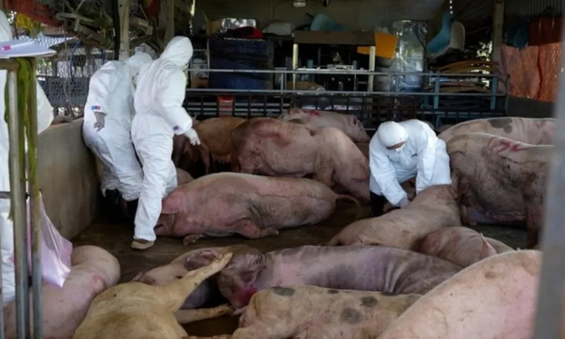 Dịch tả heo châu Phi lan rộng, hơn 100.000 con bị tiêu hủy