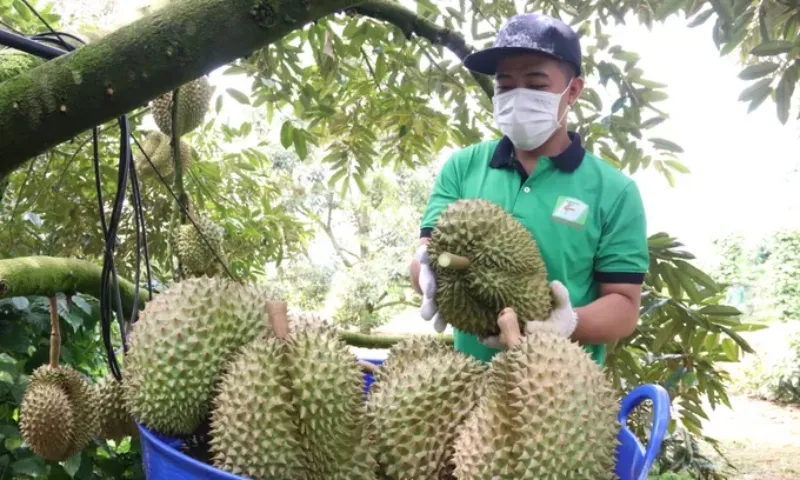 Chấm dứt tình trạng “đi nhờ mã số” trong xuất khẩu sầu riêng 