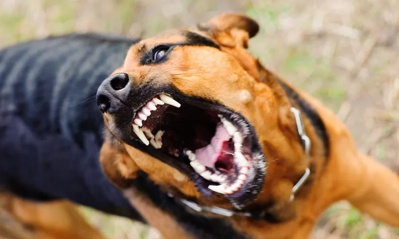 Đồng Nai xuất hiện 2 ổ dịch chó dại