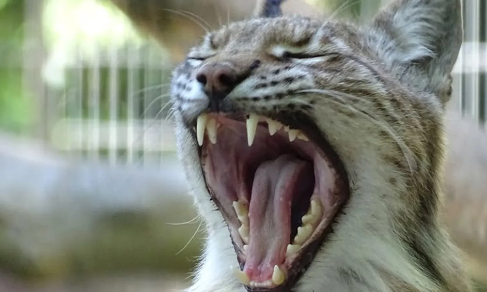 Sở thú Đan Mạch ‘xin’ vật nuôi bị bỏ rơi làm thức ăn cho động vật hoang dã