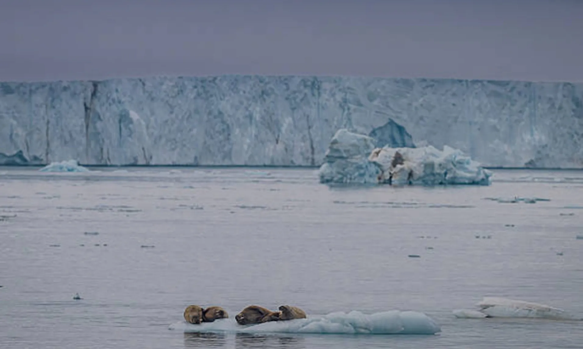 Phát hiện hóa thạch hơn 10.000 năm tuổi hé lộ hệ sinh thái cổ đại ở Bắc Cực