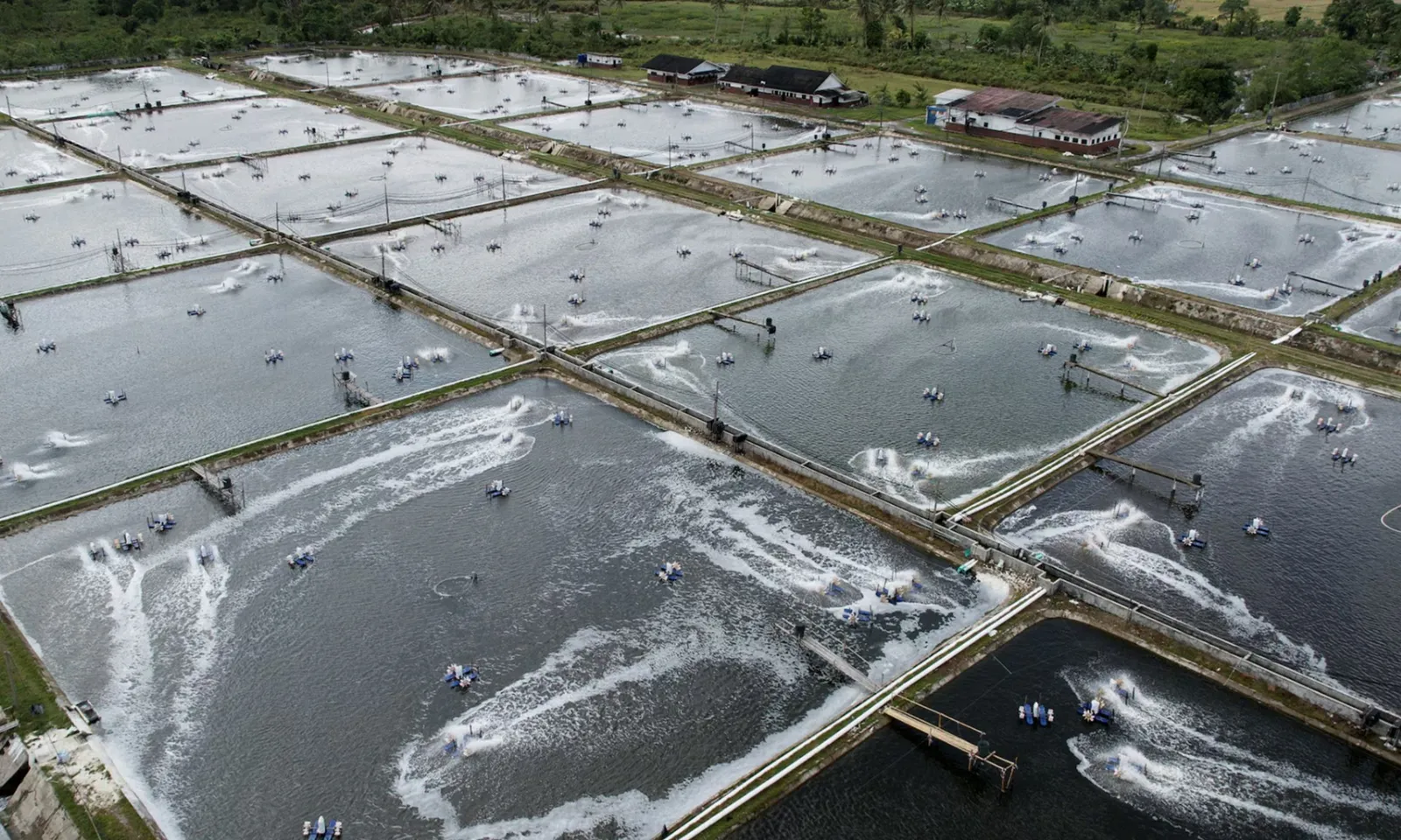 Bị Mỹ đánh thuế cao, Indonesia chuyển hướng xuất khẩu tôm sang Trung Quốc